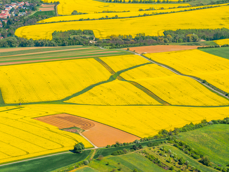Aerial view of vibrant yellow rapeseed fields in bloom interspersed with green agricultural land and dirt paths in the countryside of Brno South Moravian Region Czechia.