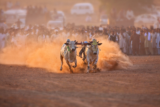 View of a traditional bull race with two oxen running across a dusty field surrounded by a large crowd of spectators in Jhang Punjab Pakistan.