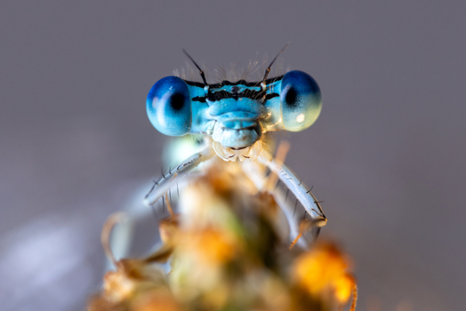 View of a blue damselfly with large compound eyes perched on a plant stem in Wittenheim Grand Est France.