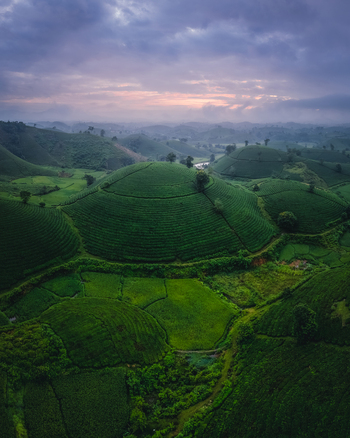 Aerial view of Long Coc Tea Hill featuring lush green tea plantations on rolling hills under a dramatic cloudy sky in Long Coc Phu Tho Vietnam.