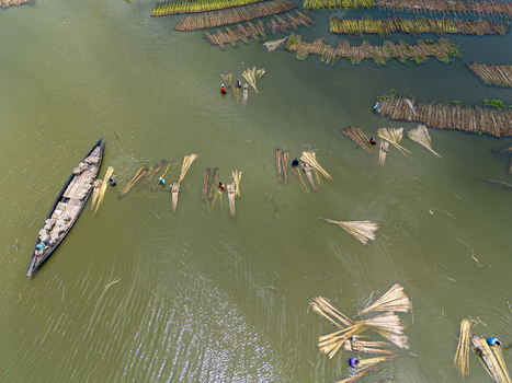 Natore Bangladesh 25 July 2026 Aerial view of workers processing jute stalks in the water with a traditional wooden boat nearby.