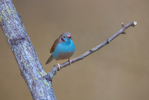 View of a red cheeked cordon bleu bird perched on a tree branch with a soft blurred background in Mulhouse Grand Est France.