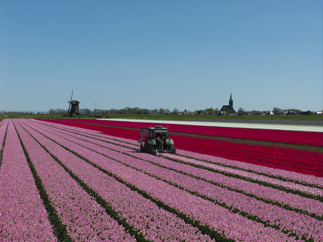 Aerial view of a tractor working in vibrant pink and red tulip fields with a traditional windmill and church spire in the background under a clear blue sky in the Netherlands. Aerial view of a tractor working in vibrant pink and red tulip fields with a traditional windmill and church spire in the background under a clear blue sky in the Netherlands.