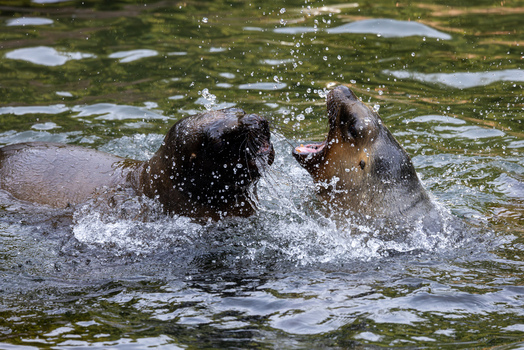 View of two sea lions interacting and splashing in the water with droplets flying in the air at a zoo in Mulhouse Grand Est France.