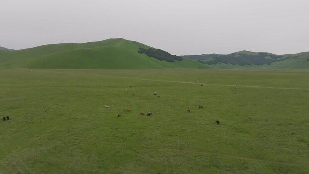 Aerial view of horses in the green fields of Castelluccio Italy.