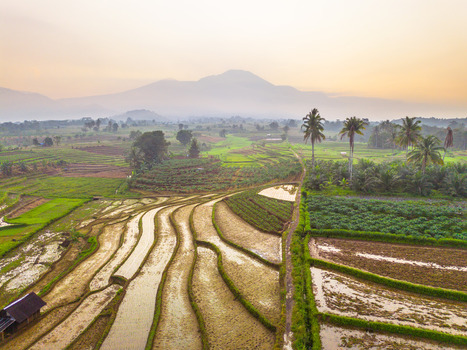 Aerial view of Kemumu rice terraces with lush green paddies palm trees and distant mountains under a soft golden hour sky in Arma Jaya Bengkulu Indonesia. Aerial view of Kemumu rice terraces with lush green paddies palm trees and distant mountains under a soft golden hour sky in Arma Jaya Bengkulu Indonesia.