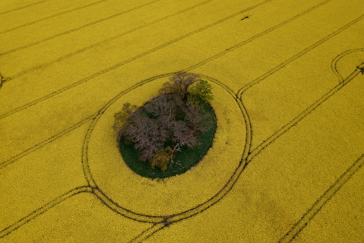 Aerial view of Oil Seed Rape Fields with a circular island of trees and tractor tracks in Nairn Scotland United Kingdom. Aerial view of Oil Seed Rape Fields with a circular island of trees and tractor tracks in Nairn Scotland United Kingdom.