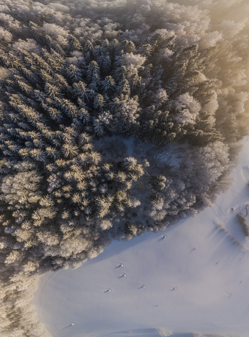 Aerial view of a snow covered forest with frost dusted pine trees and a pristine white field under soft golden hour light in Latvia. Aerial view of a snow covered forest with frost dusted pine trees and a pristine white field under soft golden hour light in Latvia.