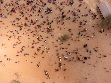 Aerial view of Kimana Animal Market with numerous cattle and people gathered on the dry sandy ground in Kimana Kajiado County Kenya.
