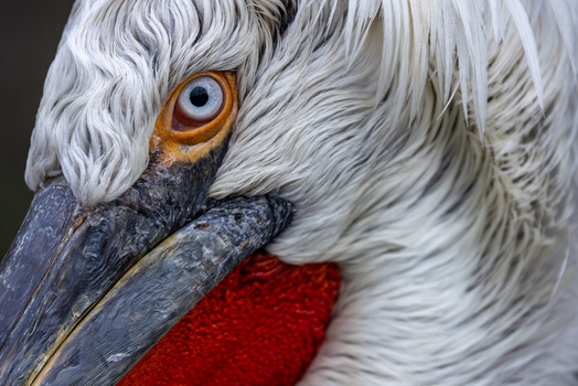 View of the detailed head and eye of a Dalmatian pelican with white feathers and a textured beak in Mulhouse Grand Est France.