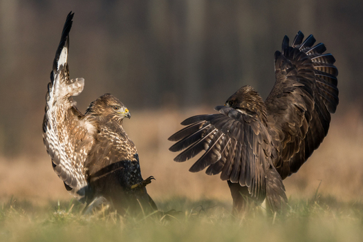 View of two common buzzards interacting in a grassy field in Debrzno Pomeranian Voivodeship Poland. View of two common buzzards interacting in a grassy field in Debrzno Pomeranian Voivodeship Poland.