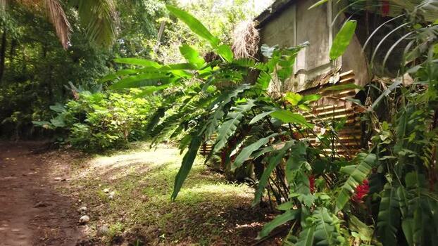 View of an old corrugated building in the jungle Pitcairn Islands.