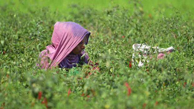 View of a woman harvesting red chili peppers in a field Bangladesh. View of a woman harvesting red chili peppers in a field Bangladesh.