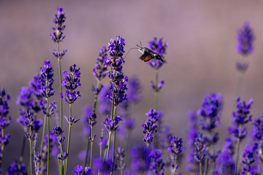 View of a hummingbird hawk moth hovering and feeding on vibrant purple lavender flowers in a garden Wittenheim Grand Est France.