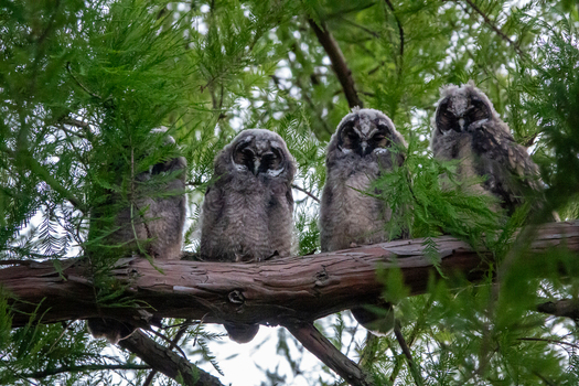 View of four young long eared owls perched on a tree branch surrounded by green foliage in Netherlands.