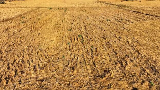 Aerial view of harvested rice fields and golden straw Indonesia. Aerial view of harvested rice fields and golden straw Indonesia.