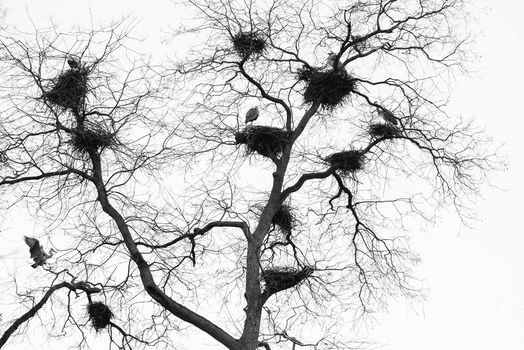 View of storks nesting in the bare branches of a large tree against a clear sky Mulhouse Grand Est France.