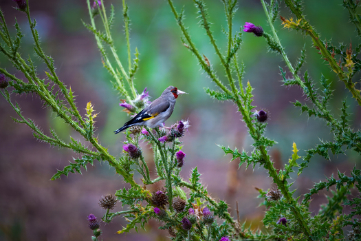 View of a European goldfinch perched on a purple thistle plant with green thorny stems in Naran Khyber Pakhtunkhwa Pakistan. View of a European goldfinch perched on a purple thistle plant with green thorny stems in Naran Khyber Pakhtunkhwa Pakistan.