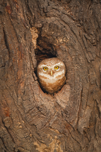 View of a spotted owlet peeking out from a hollow tree trunk with textured bark in Lahore Punjab Pakistan.