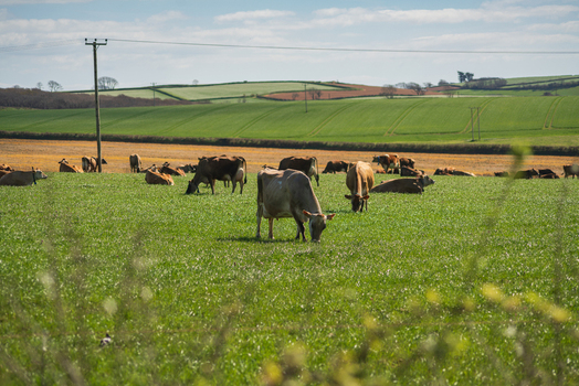 View of cows grazing in a lush green pasture on a bright sunny day with rolling hills in the background Looe Cornwall United Kingdom. View of cows grazing in a lush green pasture on a bright sunny day with rolling hills in the background Looe Cornwall United Kingdom.