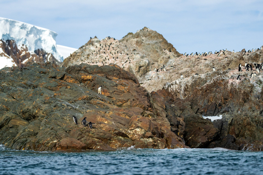 View of Paulet Island with a large colony of Adelie penguins on rocky terrain glacier in the background and ocean in the foreground Antarctica. View of Paulet Island with a large colony of Adelie penguins on rocky terrain glacier in the background and ocean in the foreground Antarctica.