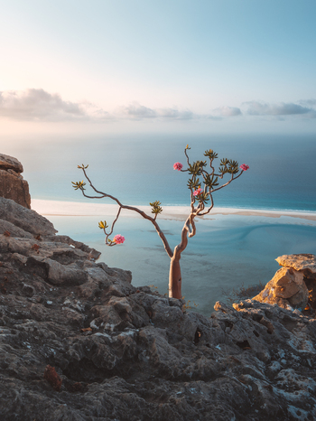 View of a blooming desert rose tree on a rocky cliff overlooking the turquoise waters and sandy beach of Socotra Yemen. View of a blooming desert rose tree on a rocky cliff overlooking the turquoise waters and sandy beach of Socotra Yemen.