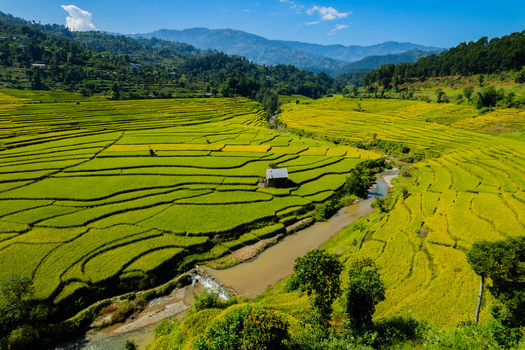 Aerial view of vibrant green and golden rice terraces carved into hillsides with a small wooden hut and a winding river flowing through the valley in Nepal.