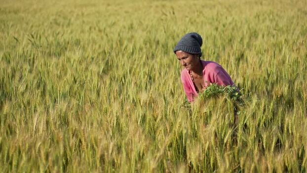 View of a woman harvesting wheat in a field in Dang Nepal.