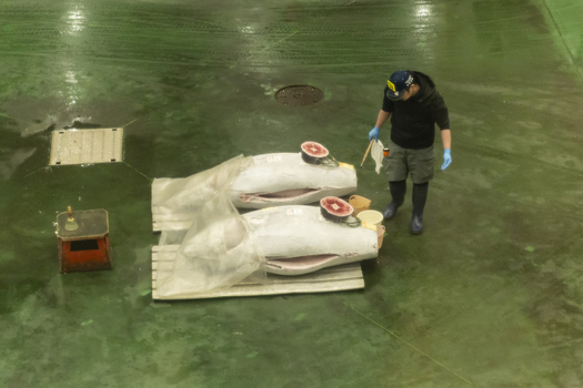 Koto City Japan 25 January 2026 View of a worker inspecting large tuna fish on pallets at the Block 6 Fisheries Intermediate Wholesale Market Building in Toyosu Market. Koto City Japan 25 January 2026 View of a worker inspecting large tuna fish on pallets at the Block 6 Fisheries Intermediate Wholesale Market Building in Toyosu Market.