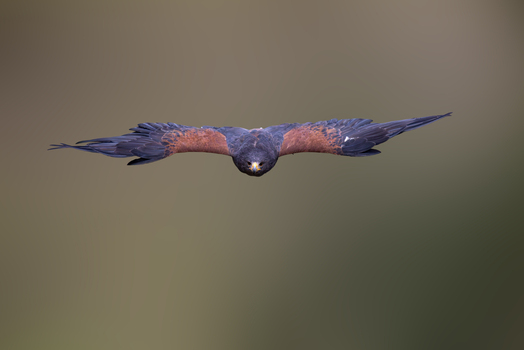 View of a Harris s hawk flying directly towards the camera with its wings spread against a soft blurred background in Selestat Grand Est France.