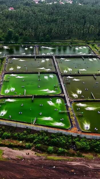 Aerial view of shrimp farming ponds in Indonesia.