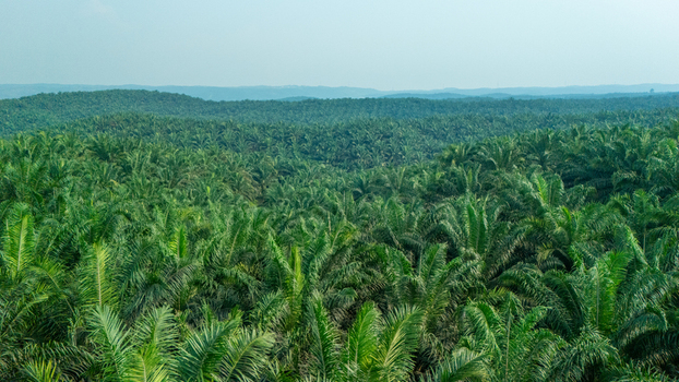 Aerial view of a vast palm oil plantation with rows of lush green palm trees stretching across the landscape in Indonesia.