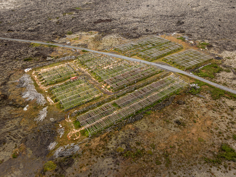 Aerial view of wooden drying racks for fish situated in a vast volcanic lava field with a road cutting through the landscape in Iceland. Aerial view of wooden drying racks for fish situated in a vast volcanic lava field with a road cutting through the landscape in Iceland.