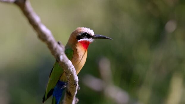View of a white fronted bee eater on a branch South Africa.