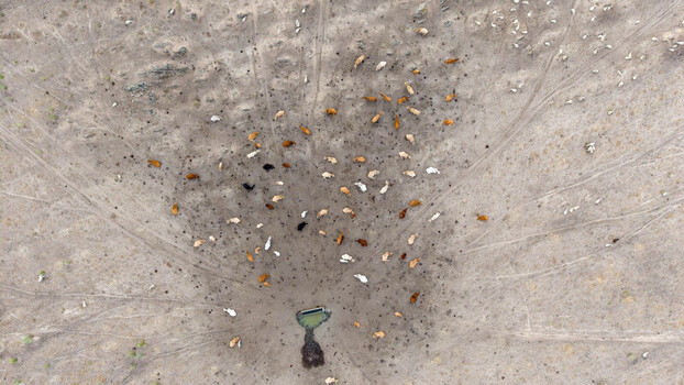 Aerial view of a herd of cattle gathered around a water trough in a dry arid pasture with visible animal tracks in the soil Navalmoral de la Mata Extremadura Spain.