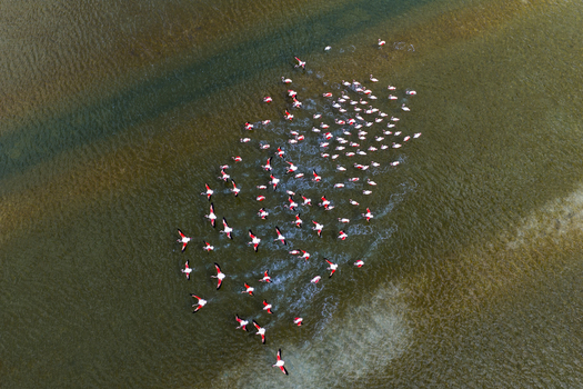 Aerial view of a flamboyance of flamingos with vibrant pink feathers wading through the tranquil waters of the salt flats San Pedro del Pinatar Region of Murcia Spain. Aerial view of a flamboyance of flamingos with vibrant pink feathers wading through the tranquil waters of the salt flats San Pedro del Pinatar Region of Murcia Spain.