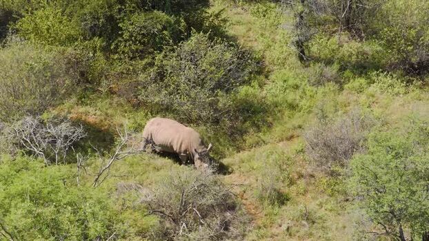 Aerial view of a rhino in the bush South Africa.