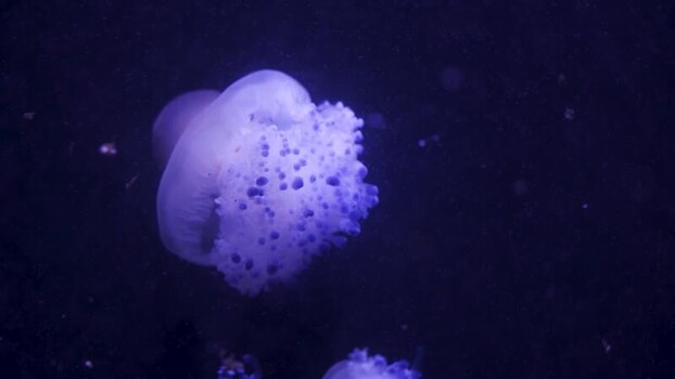 View of a glowing purple jellyfish swimming in dark water Spain.