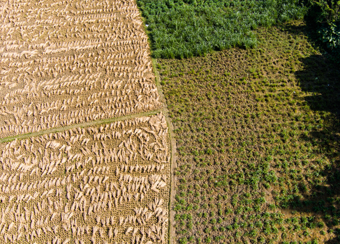 Aerial view of harvested jute stalks drying in the sun alongside lush green agricultural fields in Rajshahi Rajshahi Division Bangladesh.