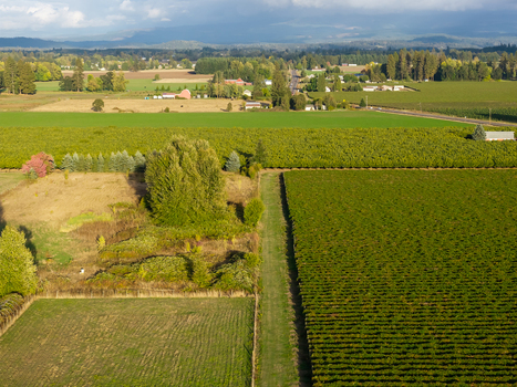 Aerial view of rural farmland featuring lush green fields rows of crops and scattered trees in Woodburn Oregon United States. Aerial view of rural farmland featuring lush green fields rows of crops and scattered trees in Woodburn Oregon United States.