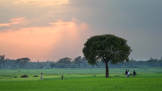 View of people walking in green fields at sunset in Bangladesh. View of people walking in green fields at sunset in Bangladesh.
