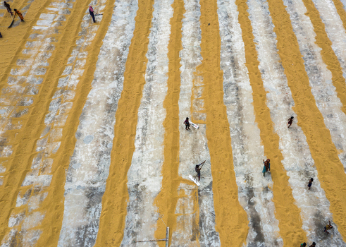 Brahmanbaria Chittagong Division Bangladesh 15 August 2021 Aerial view of workers drying harvested rice grains in long parallel rows on a concrete courtyard.