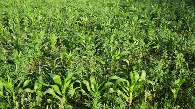 View of young corn plants growing in a lush green field Nepal.
