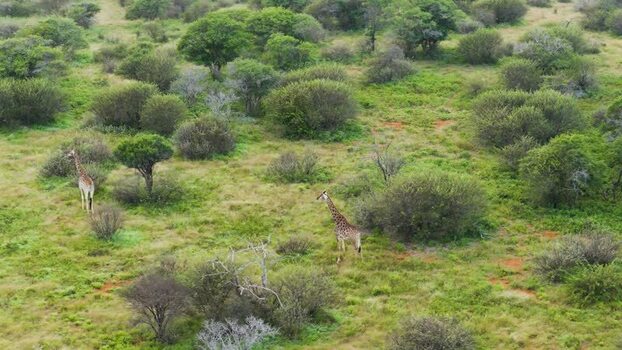 Aerial view of giraffes in the savanna South Africa.
