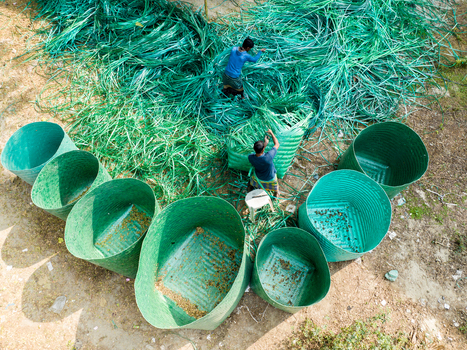 Manikganj Bangladesh 15 January 2025 Aerial view of two men working amidst a vibrant green heap of material with a scattered array of matching containers adding depth. Manikganj Bangladesh 15 January 2025 Aerial view of two men working amidst a vibrant green heap of material with a scattered array of matching containers adding depth.