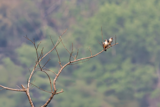 View of two collared falconets perched on a bare tree branch against a blurred green forest background in Dehong Dai and Jingpo Autonomous Prefecture Yunnan China. View of two collared falconets perched on a bare tree branch against a blurred green forest background in Dehong Dai and Jingpo Autonomous Prefecture Yunnan China.