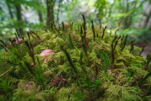 View of lush green moss and small forest plants growing on the woodland floor in Deer Park Looe Cornwall United Kingdom. View of lush green moss and small forest plants growing on the woodland floor in Deer Park Looe Cornwall United Kingdom.