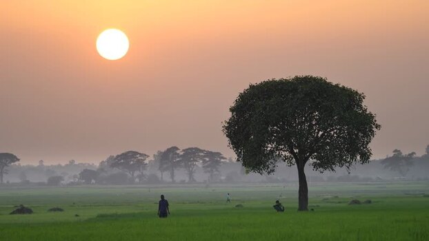View of a large tree in a green field at sunrise Bangladesh. View of a large tree in a green field at sunrise Bangladesh.
