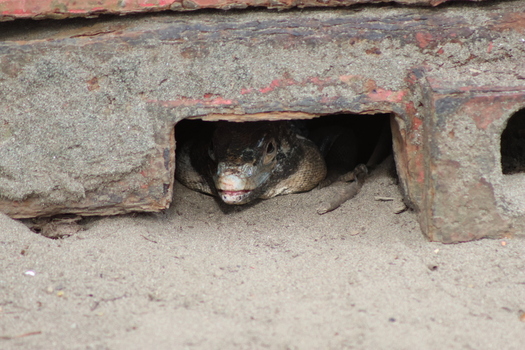 View of a lizard emerges from a dark sandy burrow beneath weathered red and grey wooden planks its scales contrasting sharply with the surrounding sand Quepos Puntarenas Province Costa Rica.