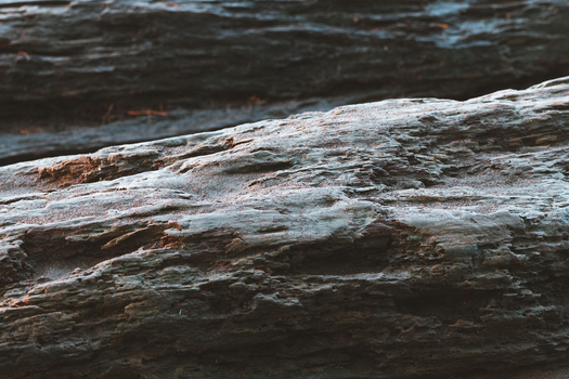 View of a weathered textured piece of driftwood resting on a sandy beach in Costa Rica.